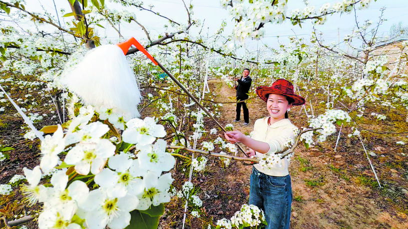  黨建引領 梨香致富
